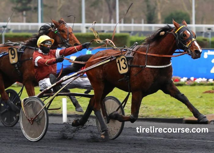 Ivoire Turf Vip (3)