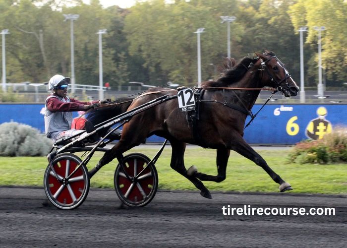 Lingodor Turf 2019 (4)
